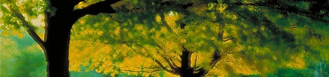 Pro-Cathedral of the Assumption