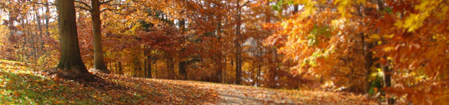 Pro-Cathedral of the Assumption